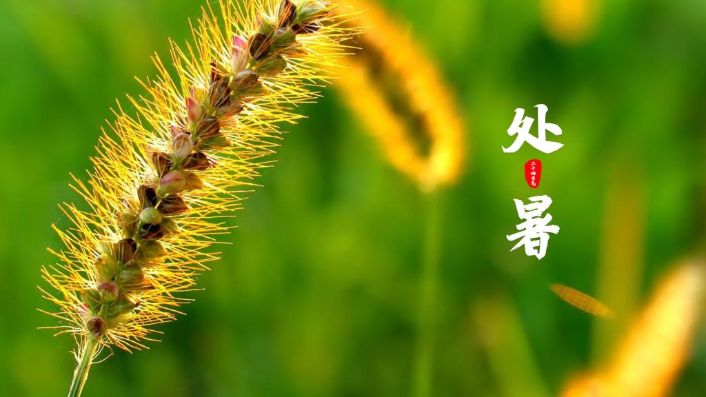 处暑是什么意思_处暑什意思_处暑所指的意思是