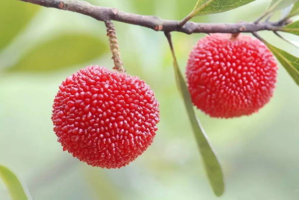 小满是啥时候_小满时候是中草药的季节_小满是什么时候