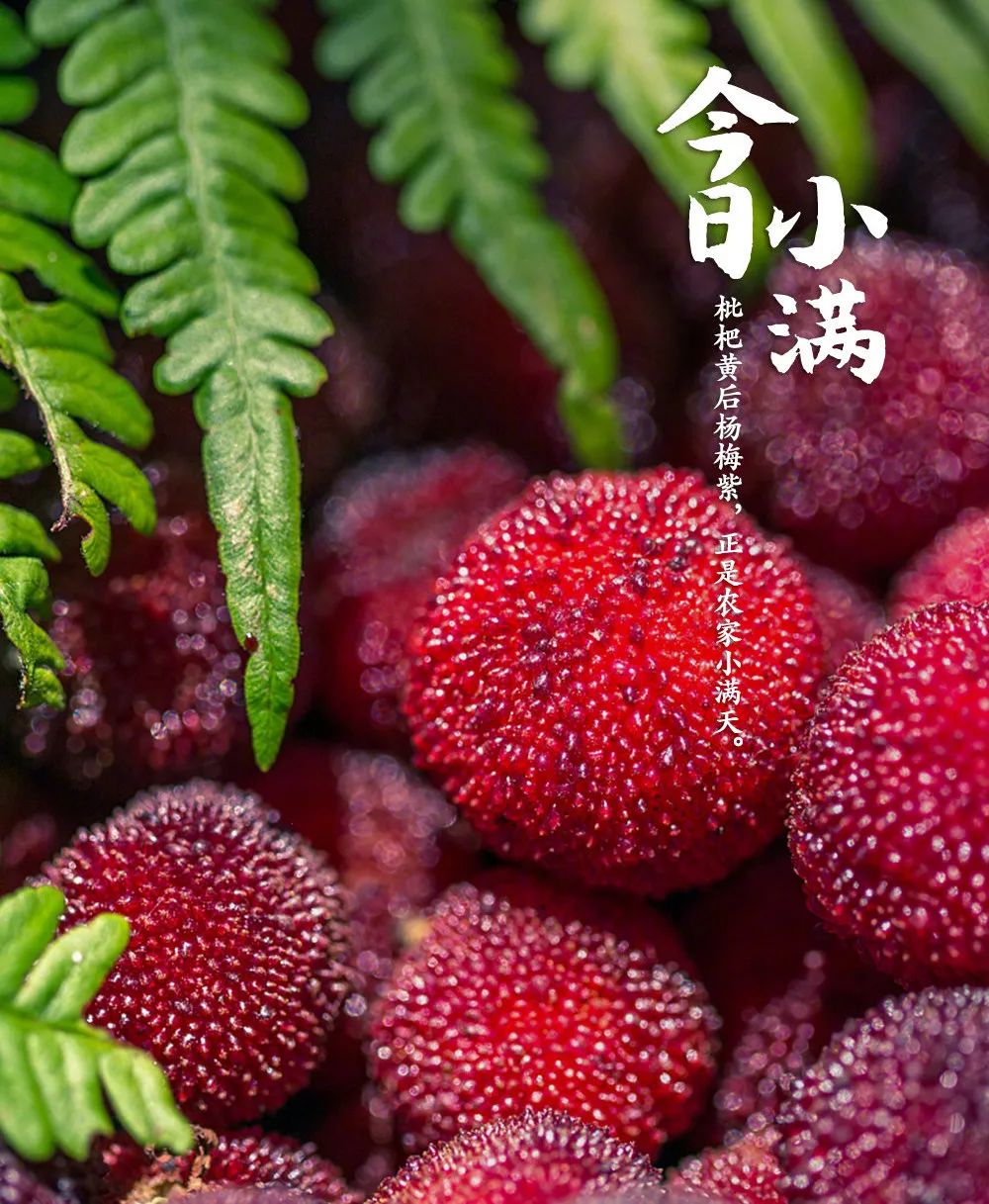 小满是啥时候_小满是什么时候_小满时候是中草药的季节