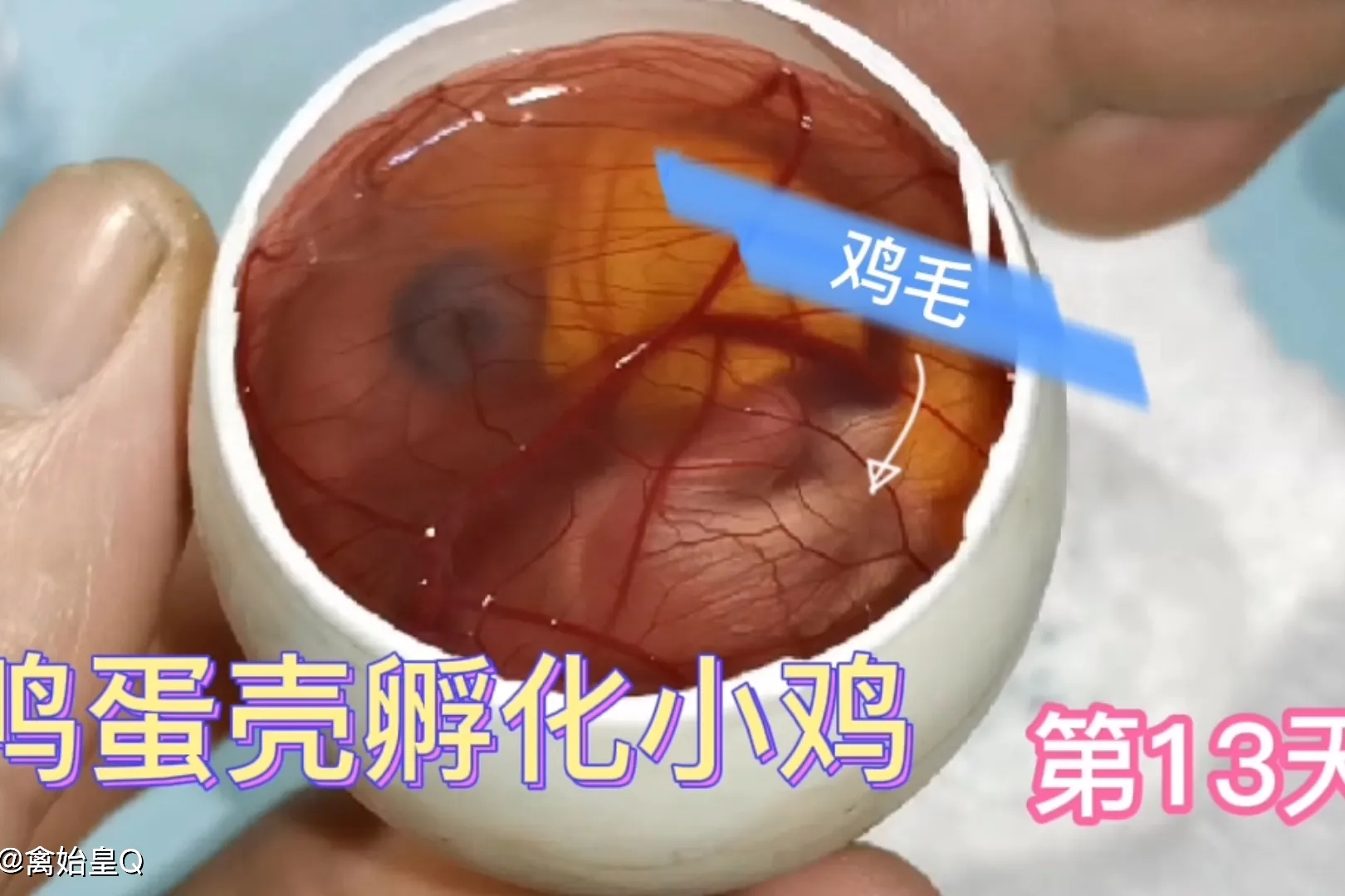 爬楼梯的手机游戏_手机游戏鸡爬楼梯_一款爬楼梯的游戏