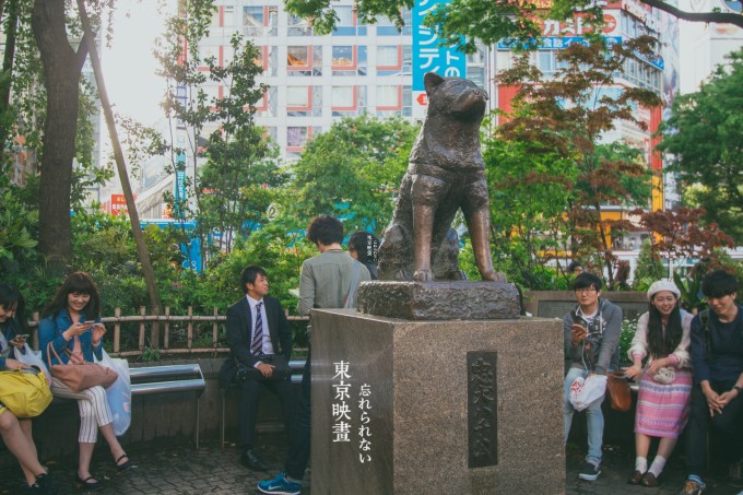 忠犬八公电影在线观看_忠犬八公的电影在线观看免费_忠犬八公在线观看完整
