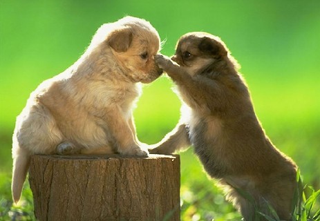 忠犬八公在线观看完整_忠犬八公电影在线观看_忠犬八公的电影在线观看免费