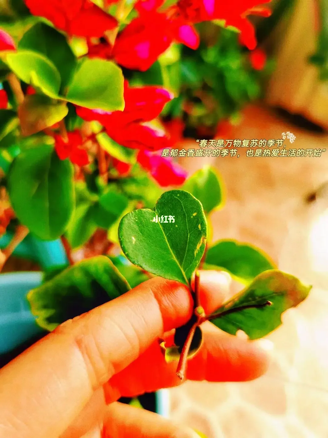 电视剧全集在线观看免费播放_电视剧全集完整版视频_心想事成电视剧免费观看全集剧情
