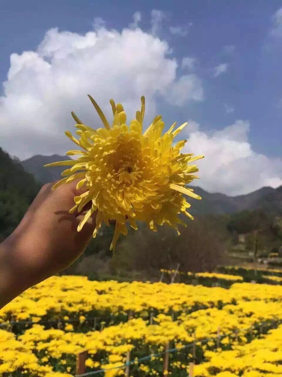 西南官话_西南官话分区图_西南官话百科