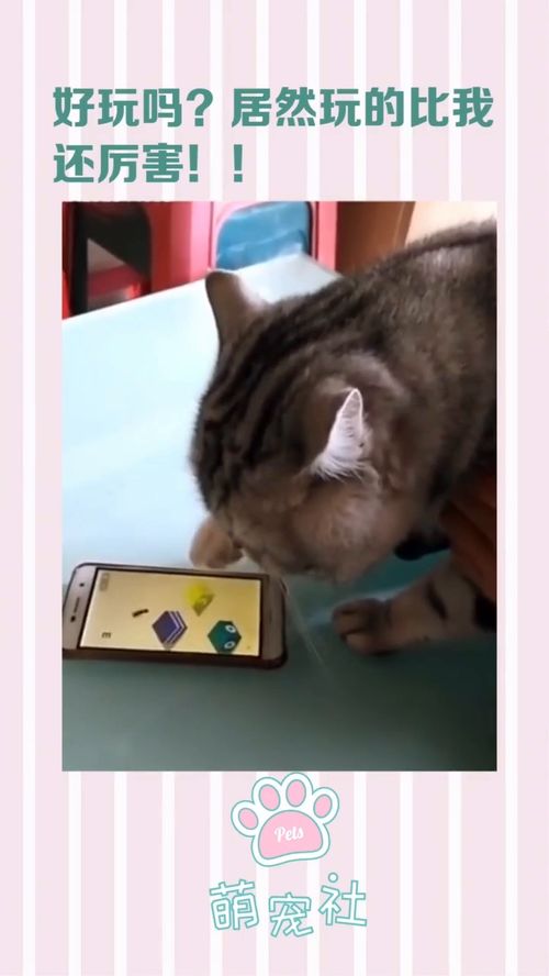 猫玩儿的手机游戏,治愈系游戏体验攻略
